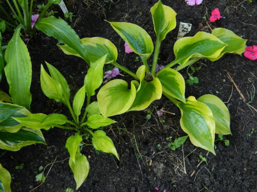 2012 Spinach Souffle