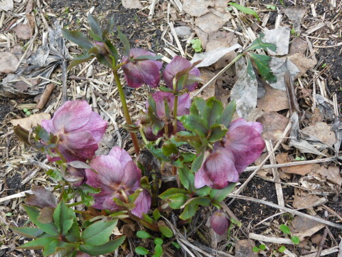 DSCN3298a4b5a5610cbf77cd.jpg