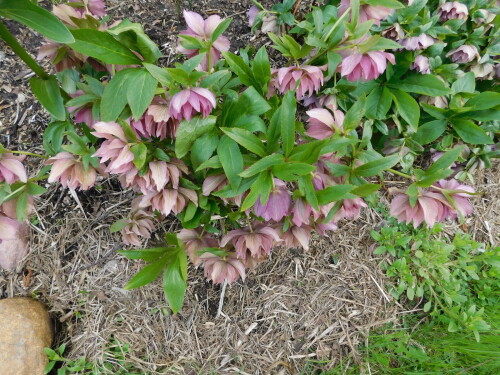 DSCN4175
