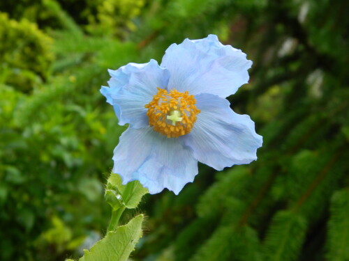 DSCN5380