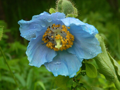 DSCN5462287286d43f0a615d.jpg