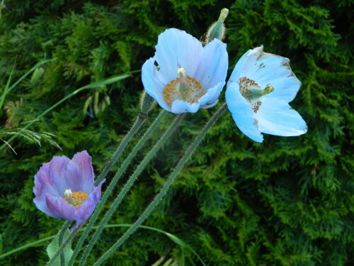 DSCN0048c7e6d09948213433.jpg