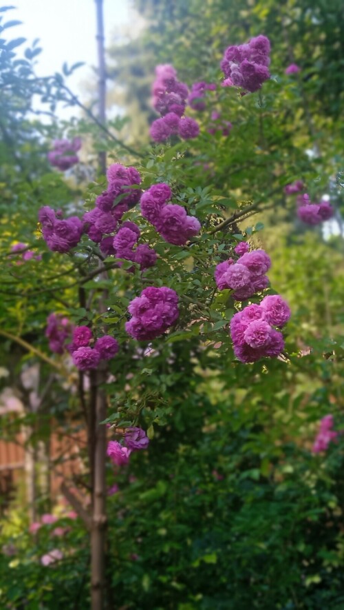 lilac-rambler-seedling-30-636b2fe1d43d07013.jpg