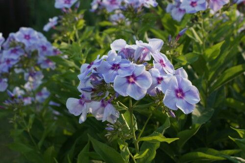 SONY DSC