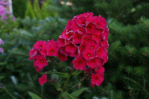 SONY DSC