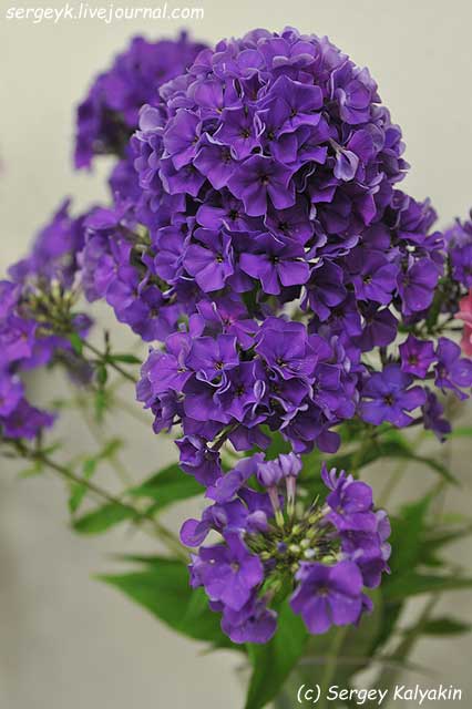 Phlox-paniculata-Gardemarin-3fe3f9850a543341c.jpg