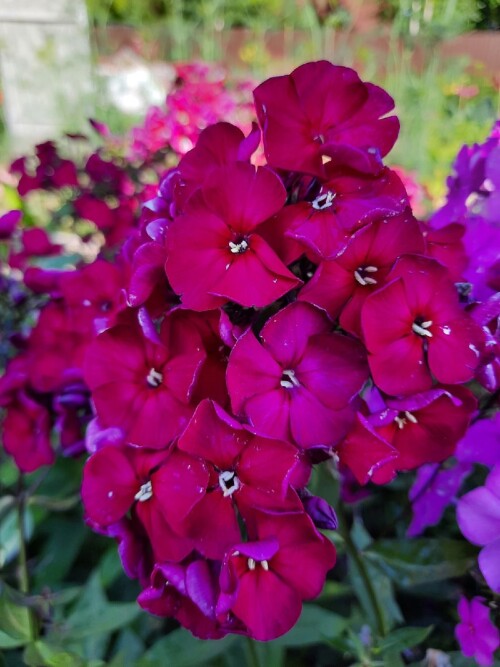 FLOKS-ESMERALDA-2f891709524f5e80f.jpg