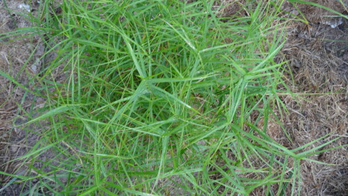 OSOKA-PALMOLISTNAY-Little-Midge83a17f43fac1d5a5.jpg