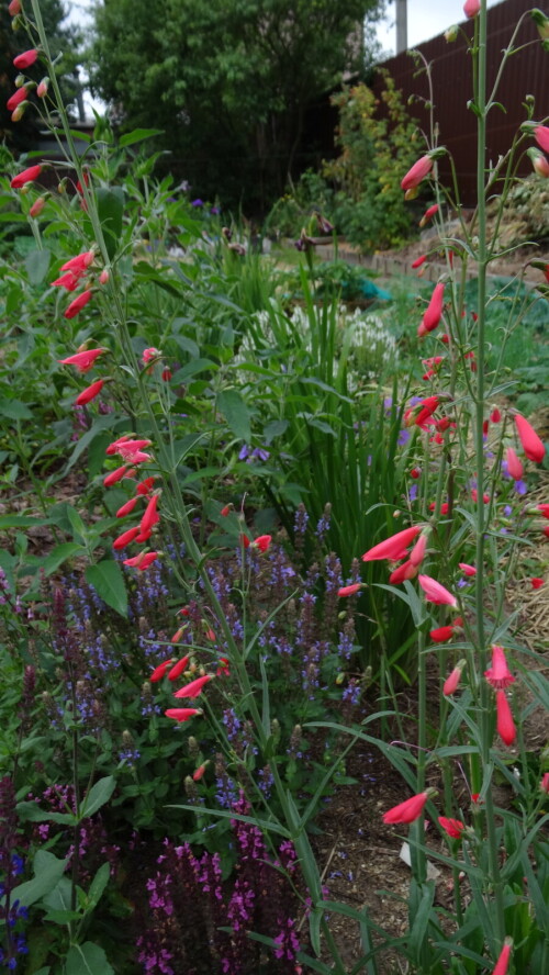 Пенстемон бородатый Coccineus (1)