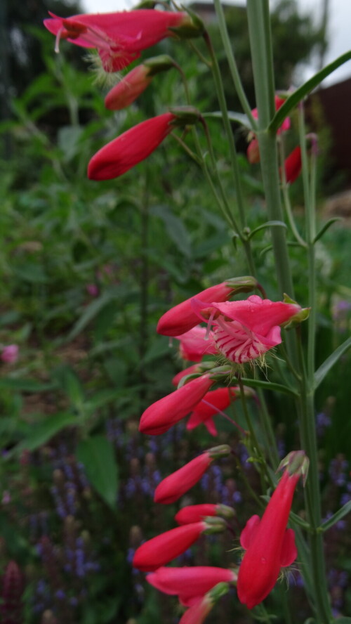 Пенстемон бородатый Coccineus (2)