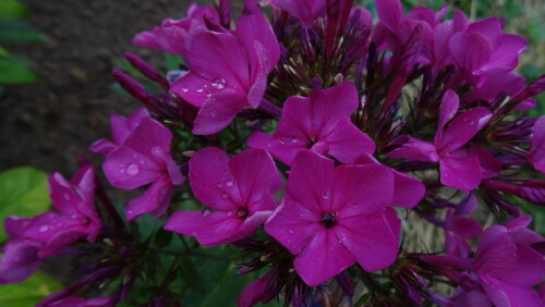 FLOKS-PURPURNAY-VUAL-4280c8c8f8bce52a5.jpg