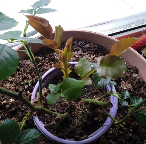 rose 1 15 feb