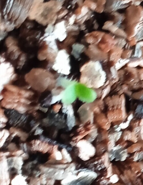 sunflower-22-feb42cf1f6ce504c6a9.jpg