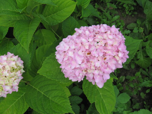 GORTENZIY-ROZOVAY7f520bbb3d9f840a.jpg