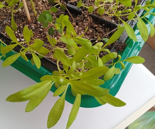 lobularia-2b275c5d6b7a2a6d2.jpg