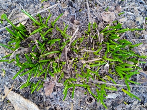 spring-plant-23-mar2437e38e555e19f6.jpg