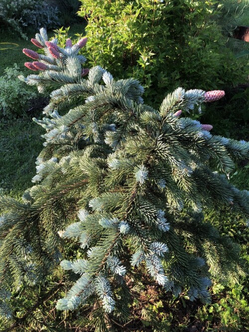 Hoopsii