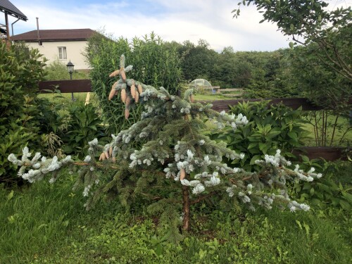  Hoopsii