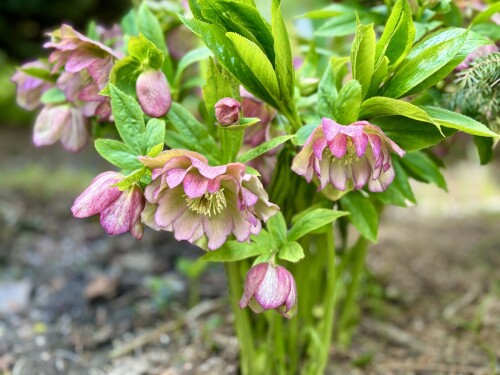 Helleborus Double Ellen® Picotee