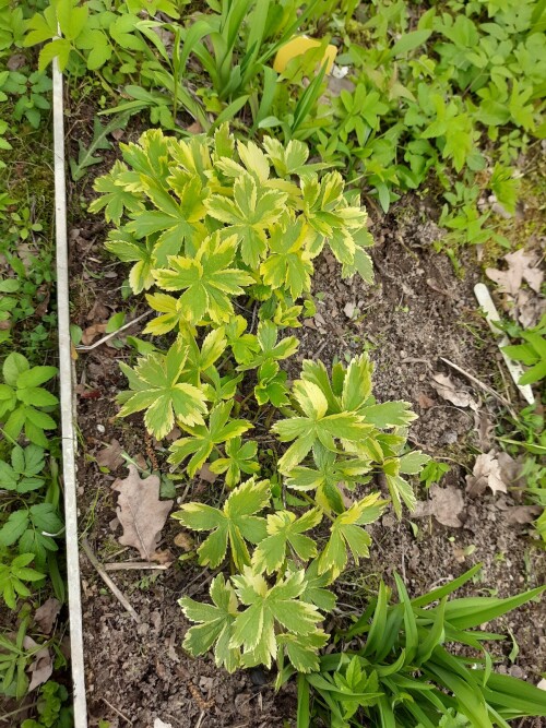 ASTRANTIY-VARIEGATNAY-151593124b7300dd3.jpg