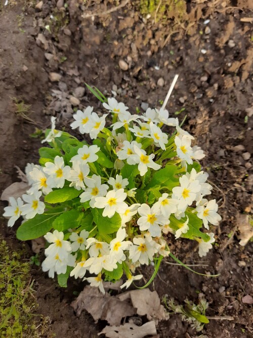 PRIMULA-BELAY-1146273a61044d615.jpg