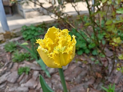 IMG 20250516 172753
