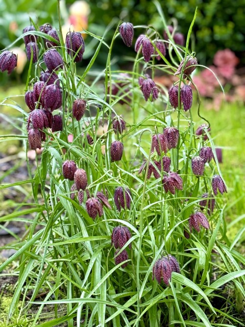 Fritillaria Meleagris
