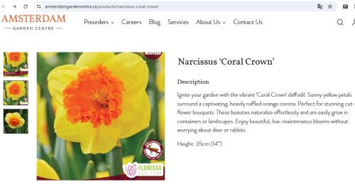 ILI-Coral-Crown1585fbf9eced55c8.jpg