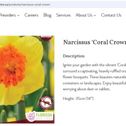 ILI-Coral-Crown1585fbf9eced55c8
