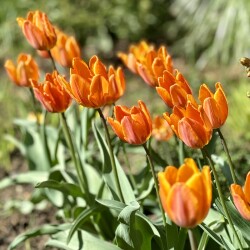 IMG_84240c2c249e644fd50c