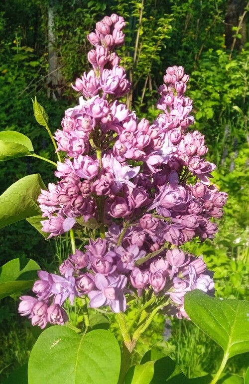 VIOLET-23-M0d900ac024abe626.jpg