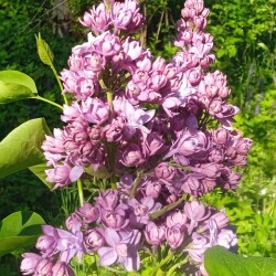 VIOLET-23-M0d900ac024abe626