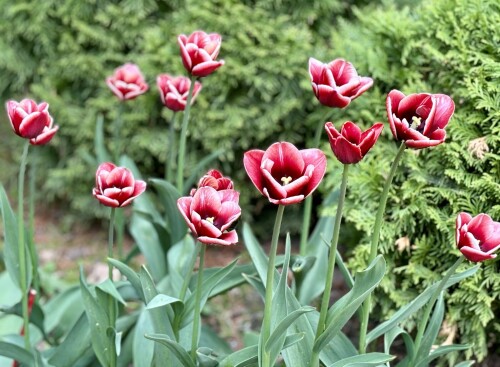 IMG_8481789474e1c6e3cb29.jpg
