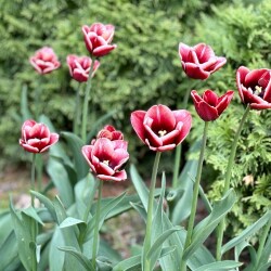 IMG_8481789474e1c6e3cb29