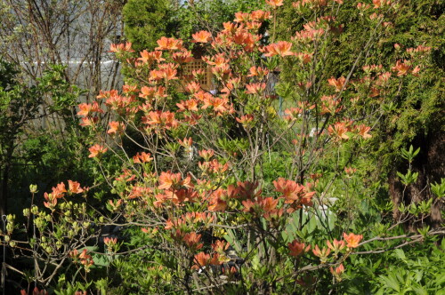 DSC_0474e6b3474527acdc58.jpg