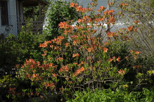 DSC_0477d6ee42dcb2ddf0bd.jpg