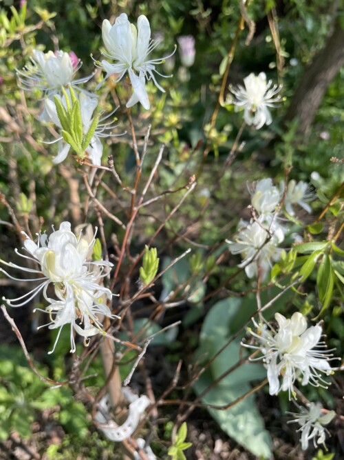 Rhododendron-canadense-Album70704bdda1342c15.jpg