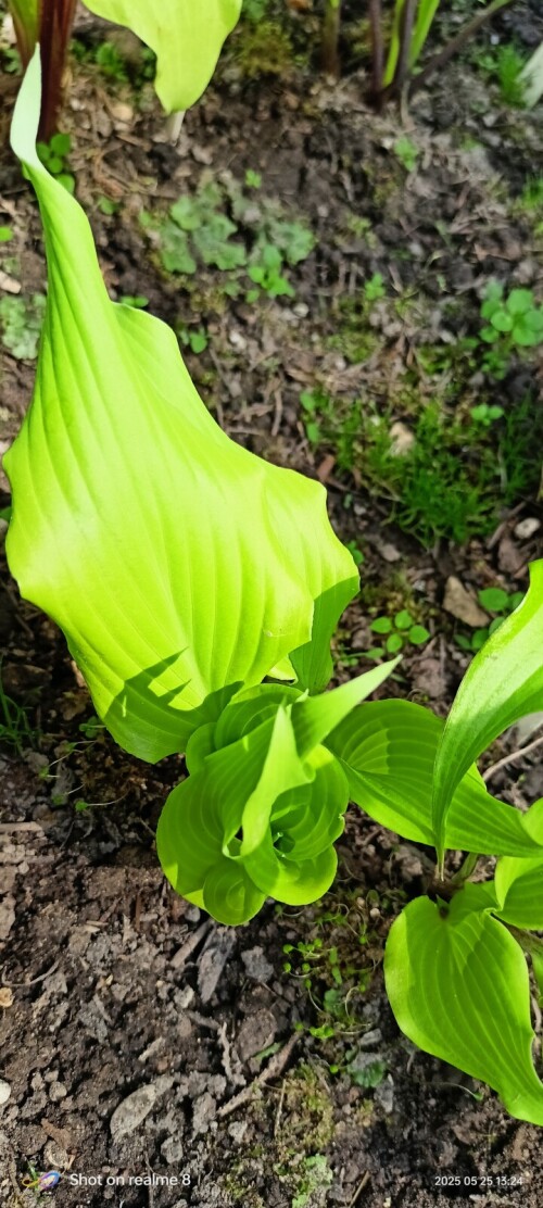Green-Lava7269a509b5bc8e50.jpg