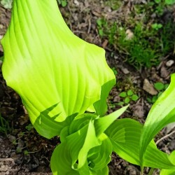 Green-Lava7269a509b5bc8e50