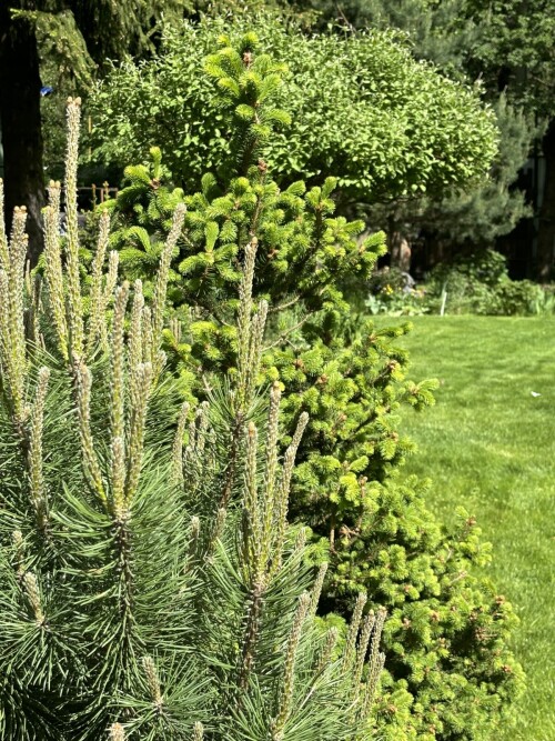 Picea abies Emsland