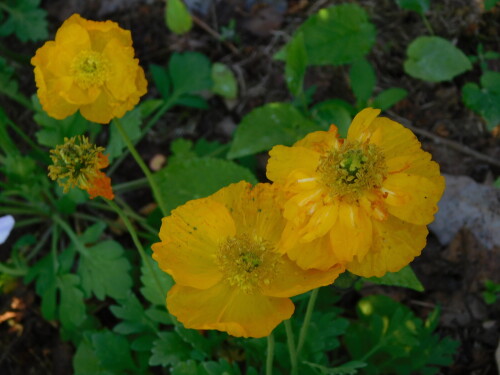 DSCN942769450ee0f2b3829b.jpg