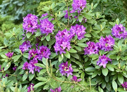 Catawbiense Grandiflorum 2025