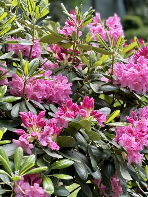 Rhododendron Helsinki University 2025
