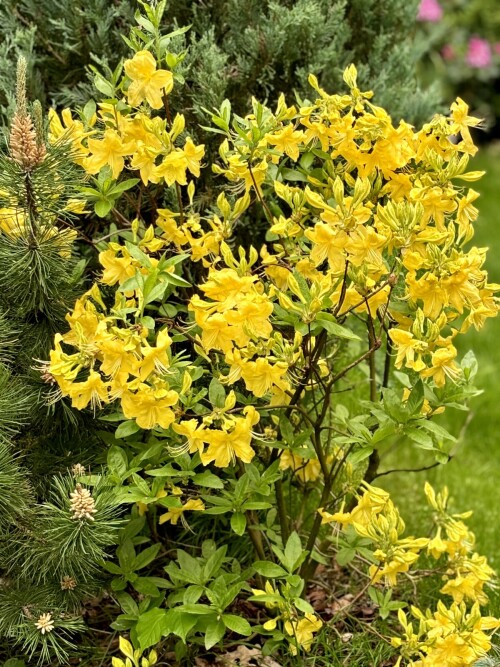 Rhododendron Anneke 2025