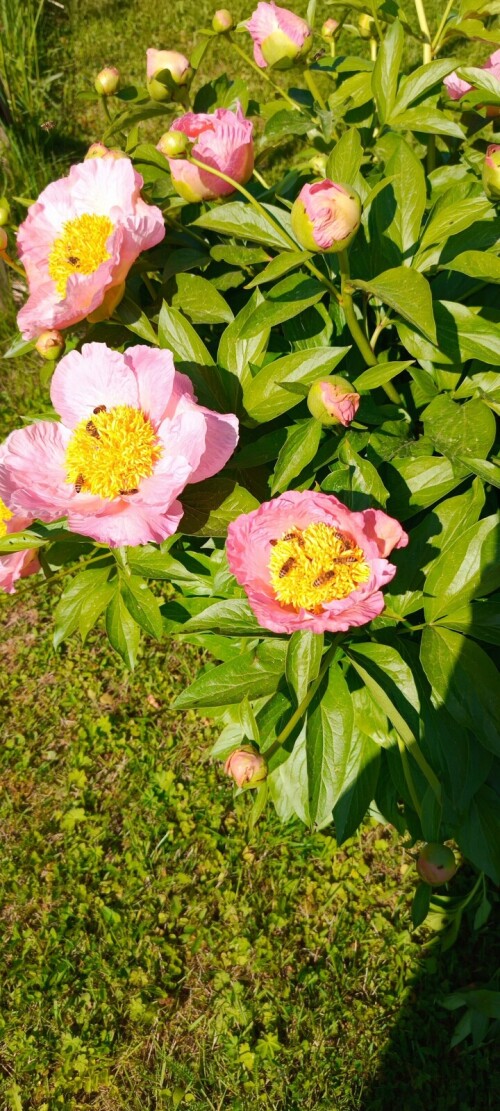 IMG 20250602 093446 176