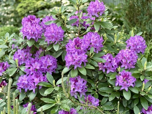 Catawbiense Grandiflorum 2025
