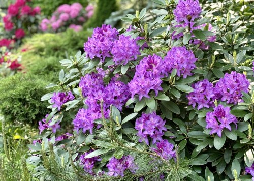 Catawbiense Grandiflorum 2025