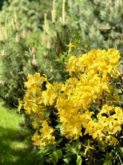 Rhododendron Anneke 2025