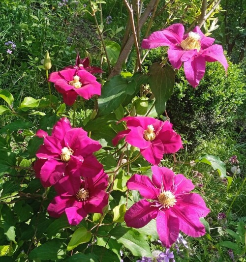 red Clem 5 jun