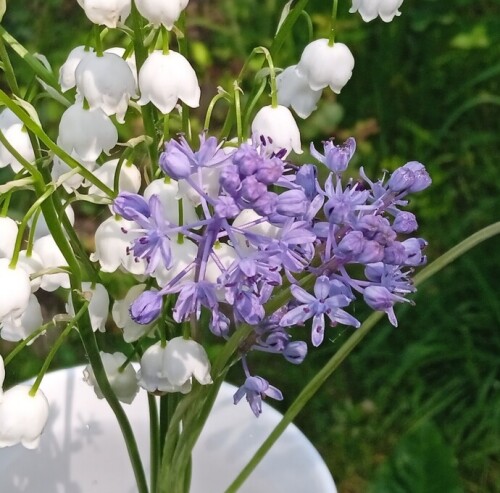 scilla 5 jun